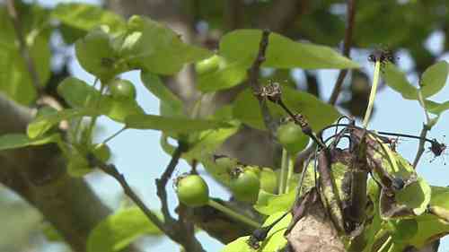 果园中的病虫害