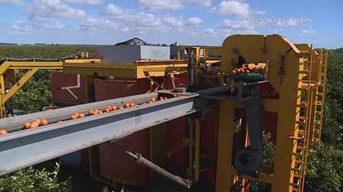 Nelson牌橄榄收割机