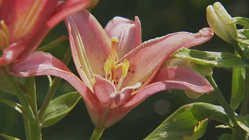 种植百合和黄花菜