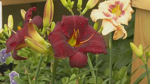 便于打理的多年生花卉