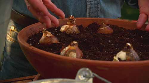 如何在冬天养花