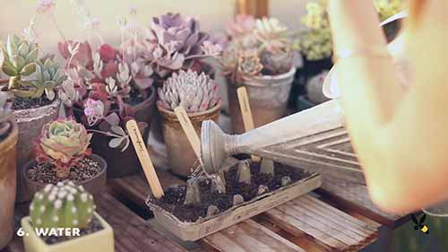 在鸡蛋盒里种花