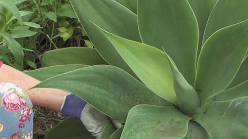 如何种植龙舌兰