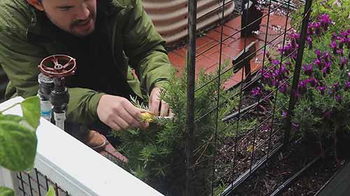 如何种植迷迭香