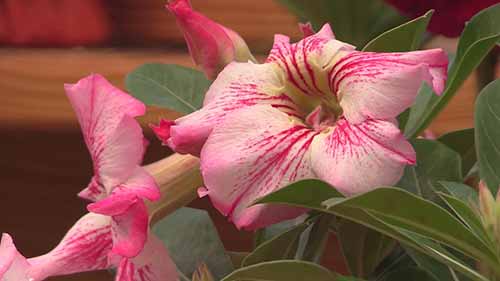 种植沙漠玫瑰的方法