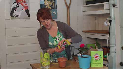 冬季在室内种植花卉