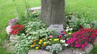 在树下种植植物和花卉