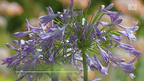 花卉种植小问答