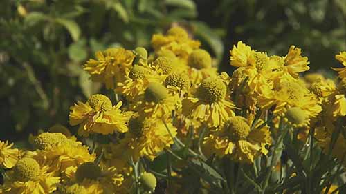 晚季多年生花卉