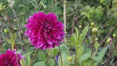 如何在后院种植花朵