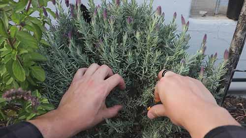 种植薰衣草的技巧