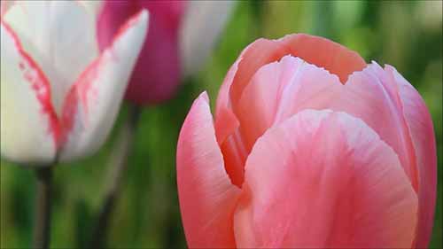 如何种植郁金香