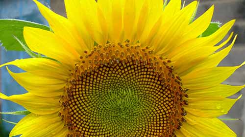 园艺小贴士：从花朵中收集种子