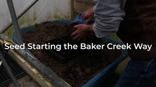 种子的选择和繁育