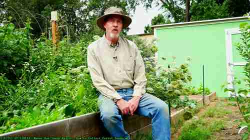 如何收集胡萝卜种子