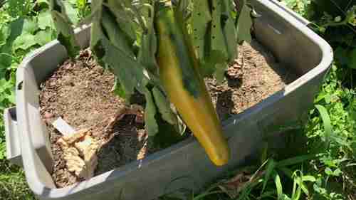 学习保存茄子种子的方法