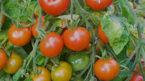 准备和储存番茄种子