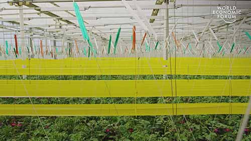 荷兰农民的先驱农业