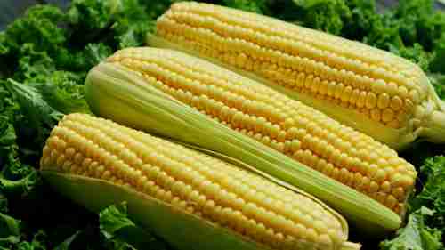 原生种、杂交种、有机种和转基因种子