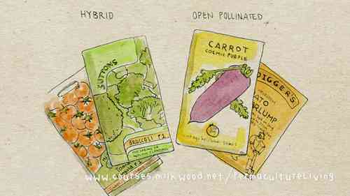 如何建立家庭种子库