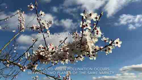 开放授粉种子和杂交种子