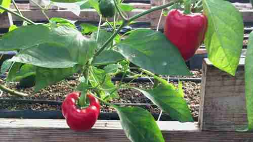 杂交种子和原生种子