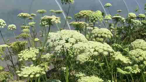 保存胡萝卜的种子