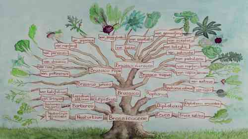 如何保存卷心菜种子