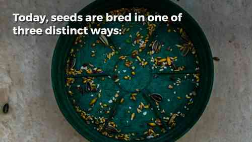 开放式授粉育种、杂交和转基因育种