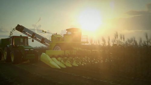 玉米种子的生产