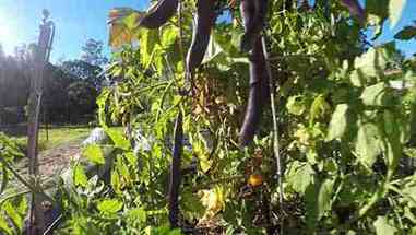 5种容易在花园种植的蔬菜