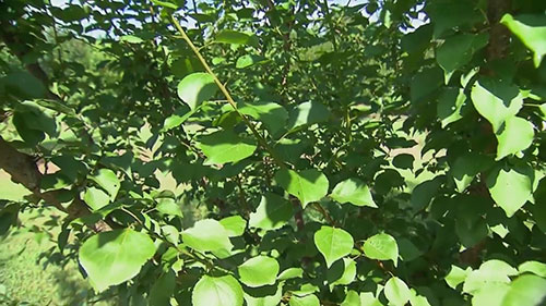 如何种植樱桃树