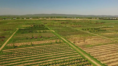 树木“智能灌溉”