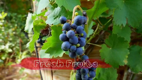 猕猴桃种植技巧