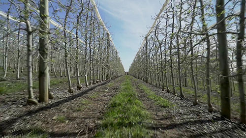 苹果园疏花方法