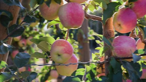 苹果修剪技术 1