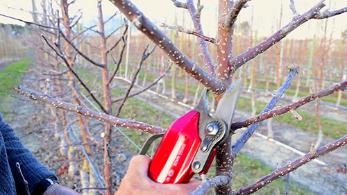 苹果修剪技术 2