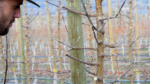 苹果修剪技术 3