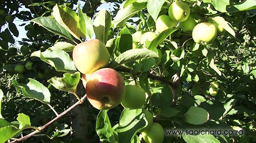 苹果树和梨树的修剪