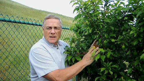 果树修剪的原因和方法