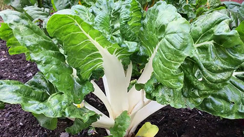 如何判断作物的成熟