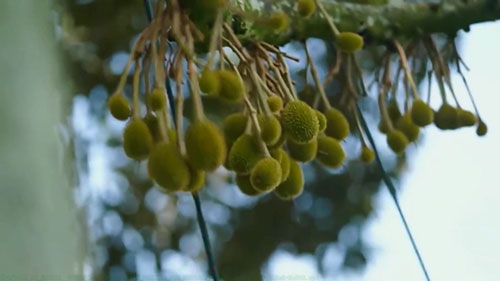 榴莲种植和收获
