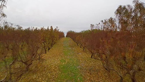 樱桃树的种植和挑选