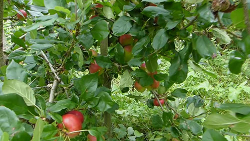 苹果的收获、储存和加工