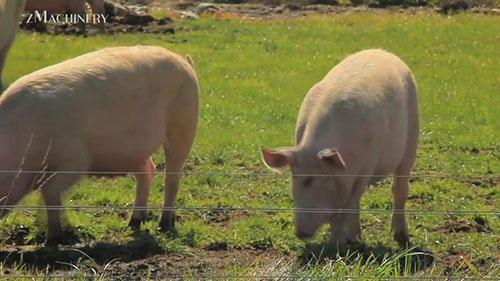 猪肉加工厂中生产香肠