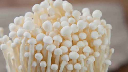 金针菇的种植与应用