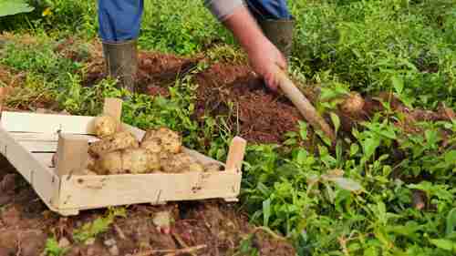 高利润的经济作物