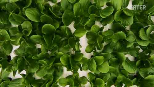 经济作物在室内农场种植