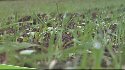 覆盖作物与经济作物