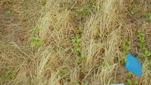 除草剂对覆盖作物的影响